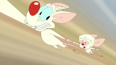 Animaniacs 2x21