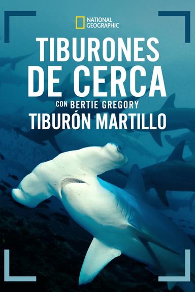 Hammerhead Sharks Up Close with Bertie Gregory
